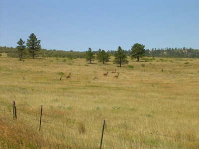 Four Running Stags, SE of Elbert.